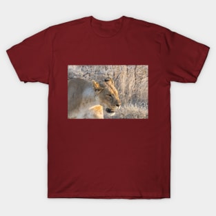 Namibia. Etosha National Park. Queen Lioness. T-Shirt